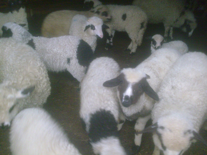 r@LuTzIc@085 - oile mele2012