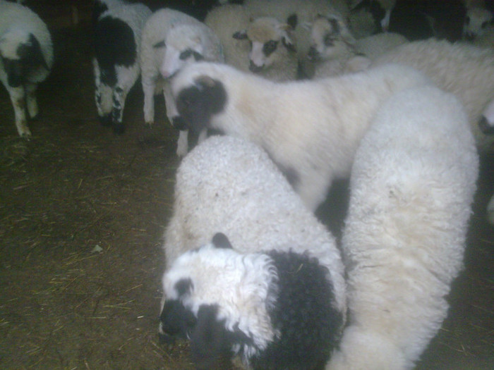 r@LuTzIc@086 - oile mele2012