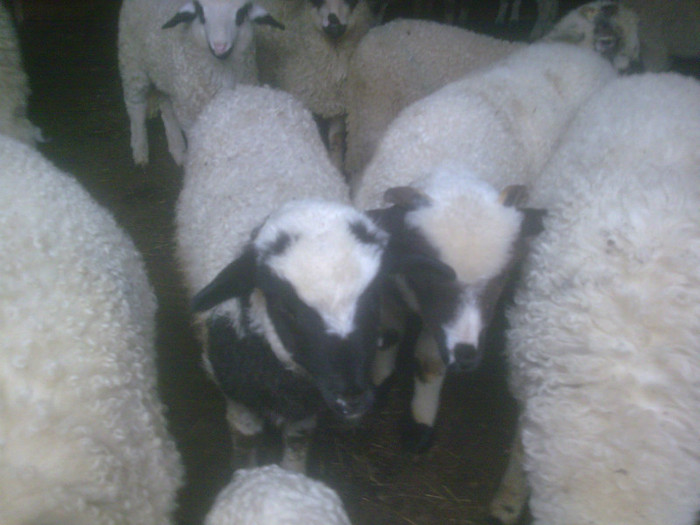 r@LuTzIc@088 - oile mele2012