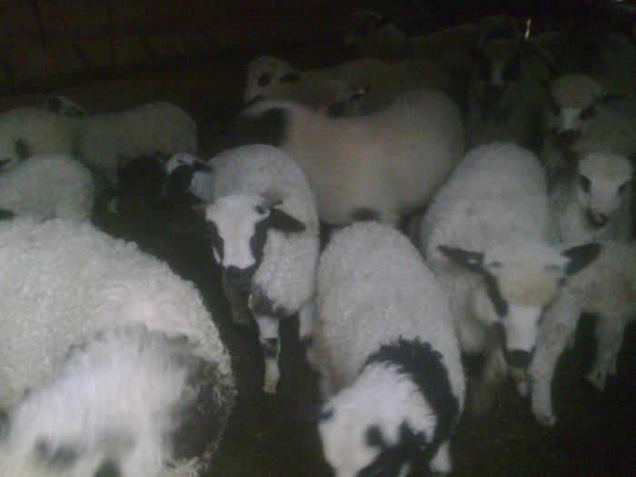 r@LuTzIc@091 - oile mele2012