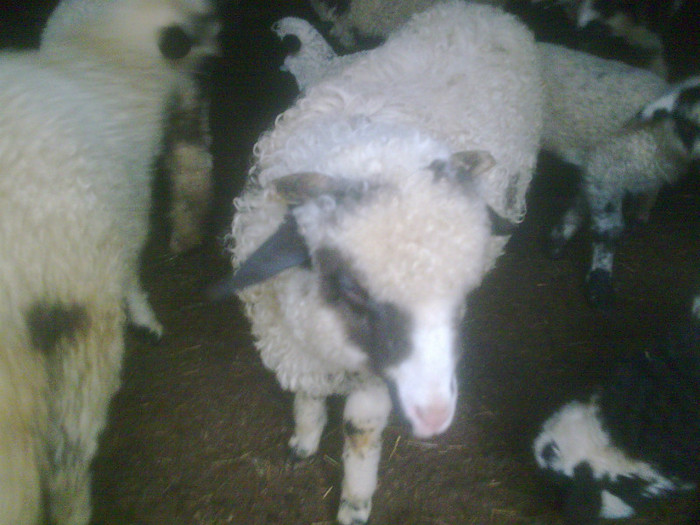 r@LuTzIc@092 - oile mele2012