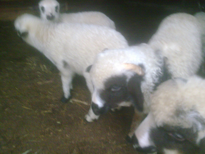 r@LuTzIc@095 - oile mele2012