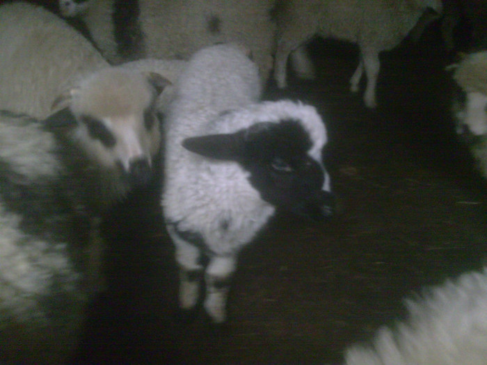 r@LuTzIc@099 - oile mele2012