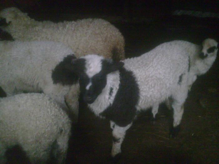 r@LuTzIc@100 - oile mele2012