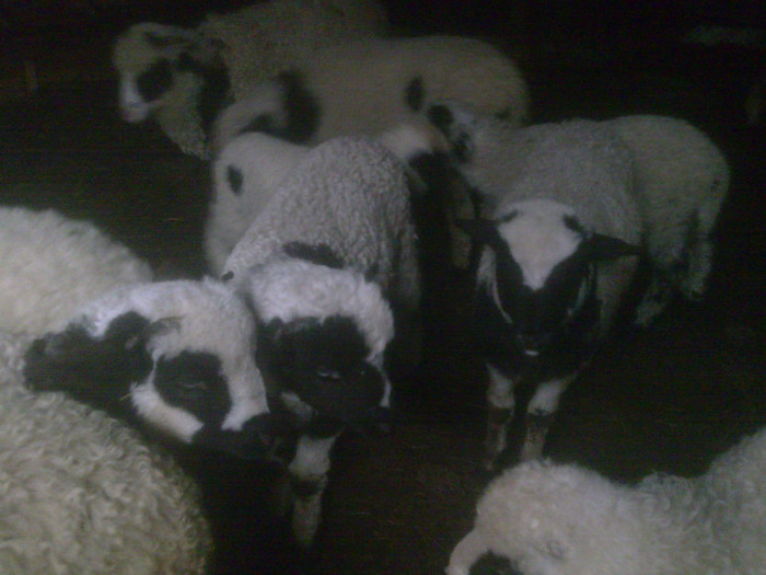 r@LuTzIc@101 - oile mele2012