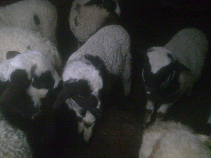 r@LuTzIc@102 - oile mele2012