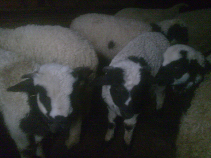 r@LuTzIc@103 - oile mele2012