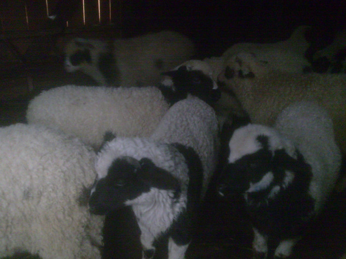 r@LuTzIc@104 - oile mele2012