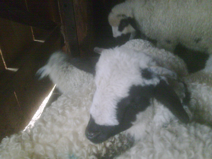 r@LuTzIc@105 - oile mele2012