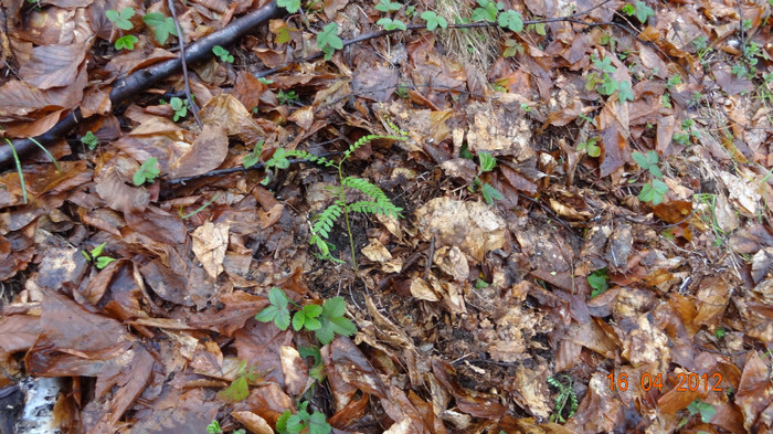 DSC03958 - 1 Gladita germinare -Gladitsia Triachantos 2011