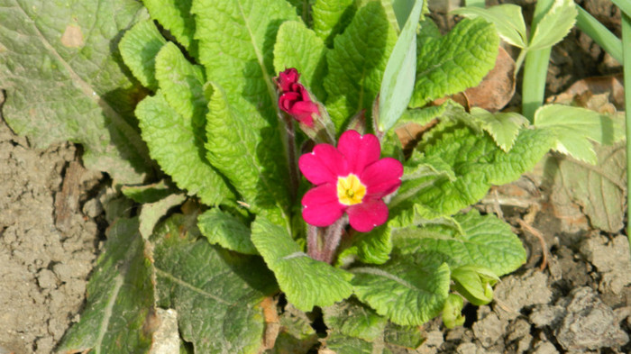 DSCN1083 - PRIMULE de gradina2012