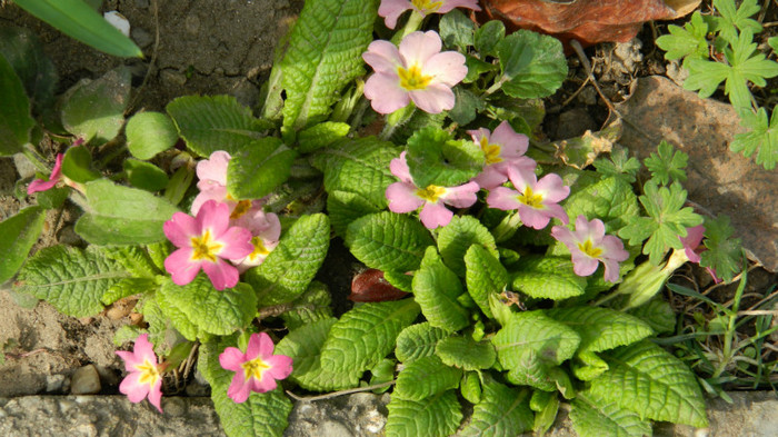 DSCN1091 - PRIMULE de gradina2012