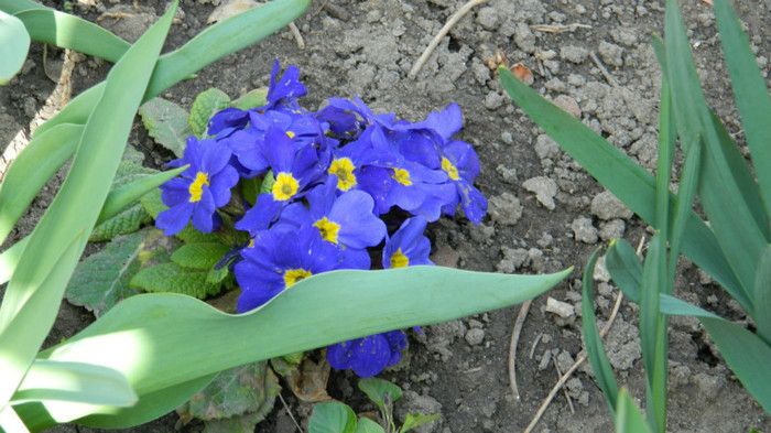 DSCN1132 - PRIMULE de gradina2012