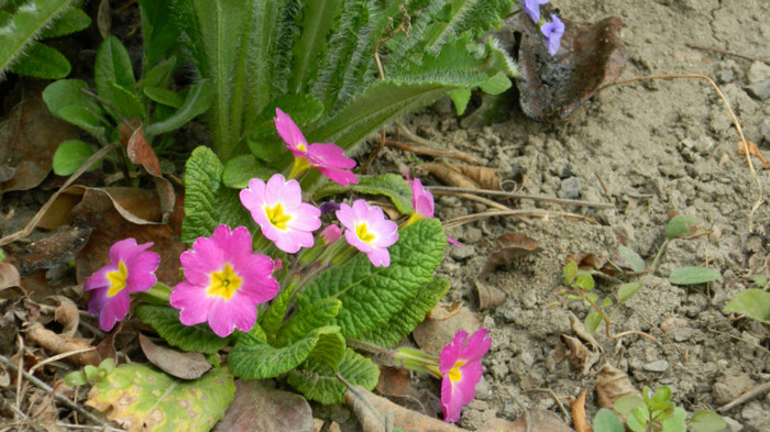 DSCN1687 - PRIMULE de gradina2012