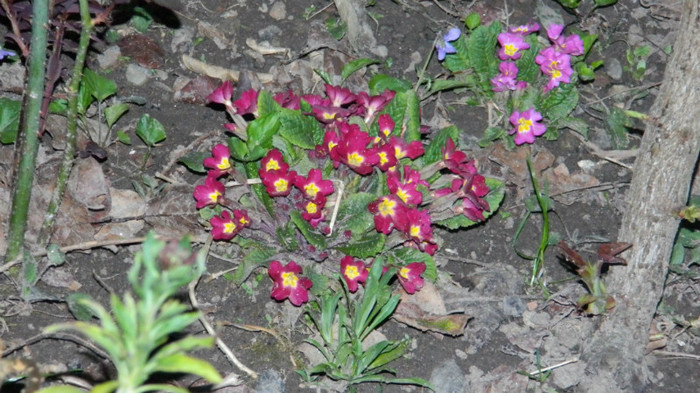 DSCN2019 - PRIMULE de gradina2012