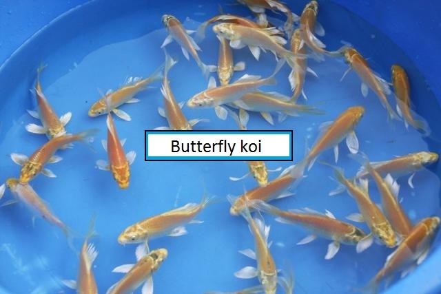 vand crap koi butterfly koi