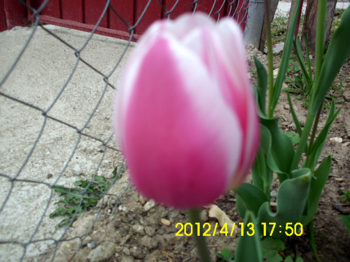 IMG_4958 - flori 2012
