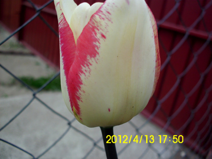 shirley - flori 2012