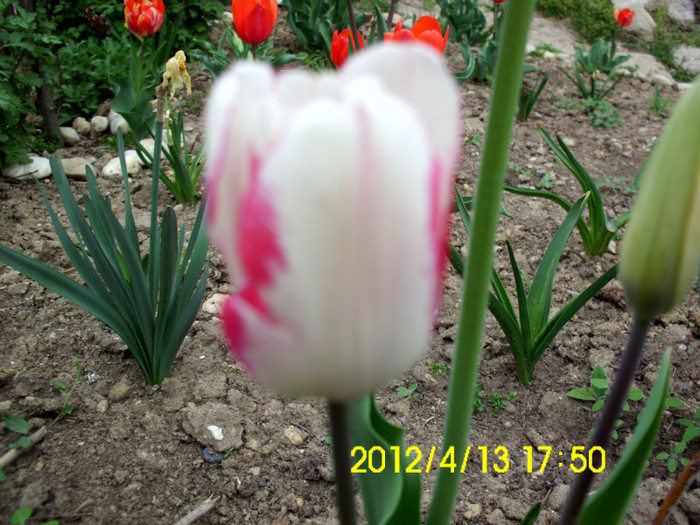 IMG_4960 - flori 2012
