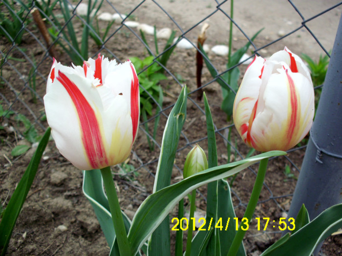 IMG_4973 - flori 2012
