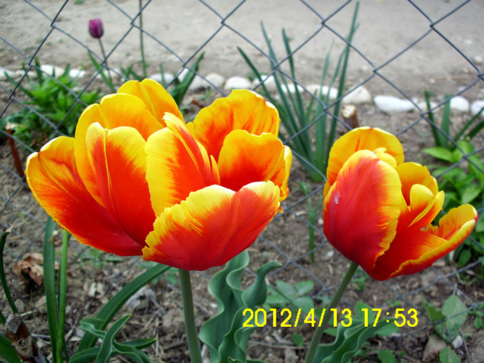 IMG_4974 - flori 2012
