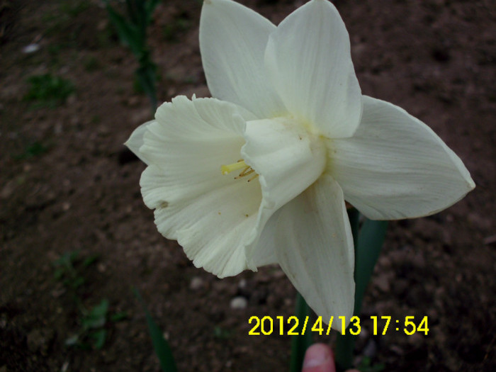 IMG_4979 - flori 2012