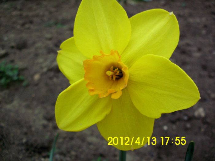IMG_4981 - flori 2012