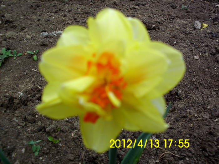 IMG_4983 - flori 2012