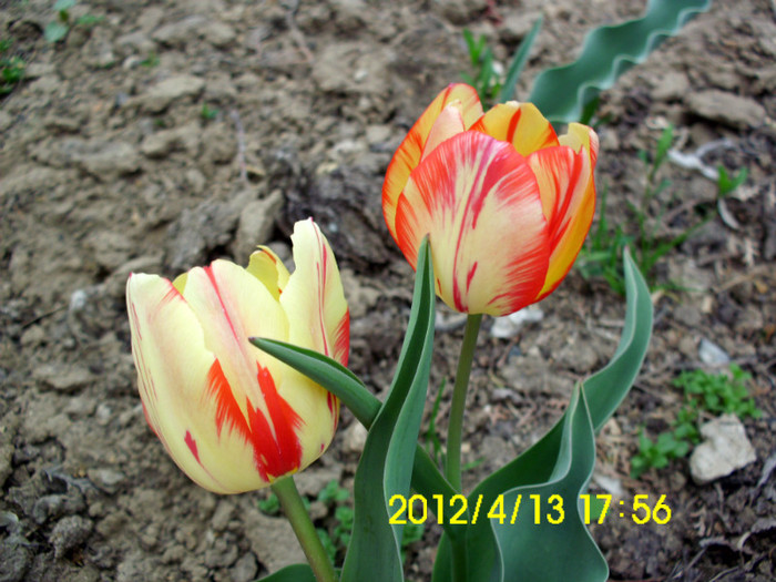 IMG_4984 - flori 2012