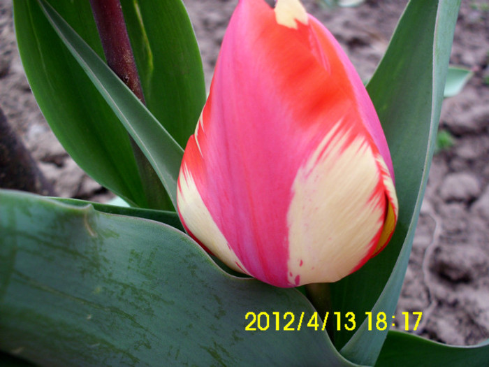 IMG_5001 - flori 2012