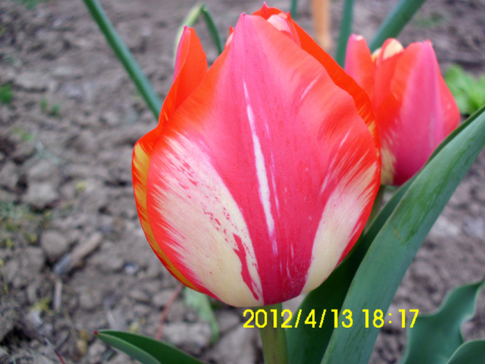 IMG_5003 - flori 2012