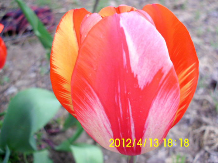 IMG_5004 - flori 2012