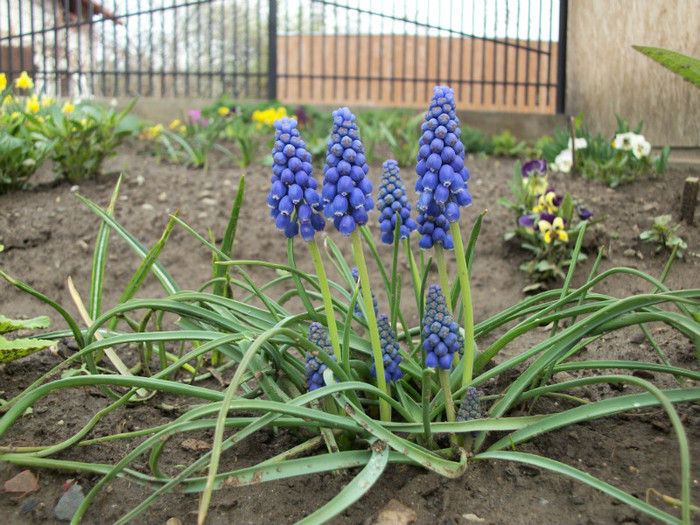 16 aprilie 2012 - muscari 2012