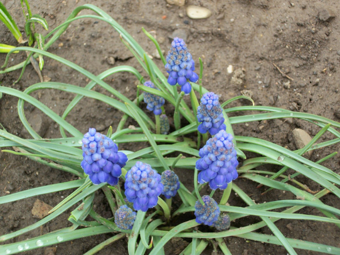 100_8022 - muscari 2012