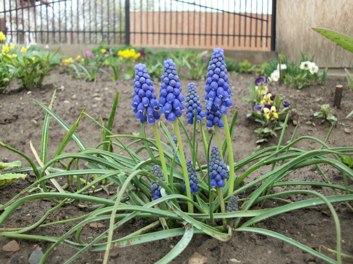 100_8024 - muscari 2012