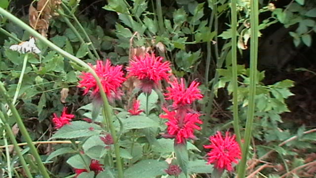 IMGA0832 - a monarda