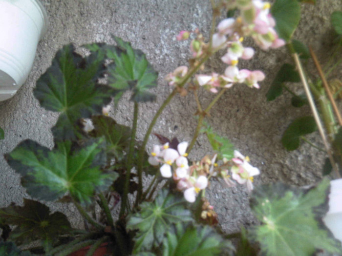 begonia - Flori dragi 2012