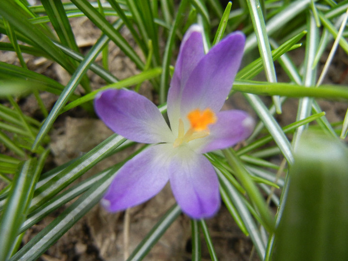 Crocus Light Purple (2012, April 12) - Crocus Light Purple