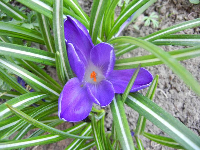 Crocus Negro Boy (2012, April 13)