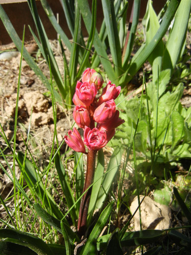 Hyacinthus Hollyhock (2012, April 13)