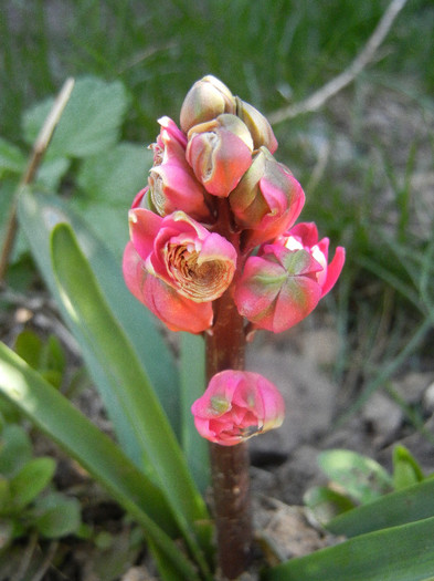 Hyacinthus Hollyhock (2012, April 13) Hyacinthus Hollyhock (2012, April 13)