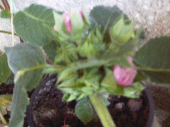 boboci de gloxinia roz cu mijloc grena - Gloxinia 2012
