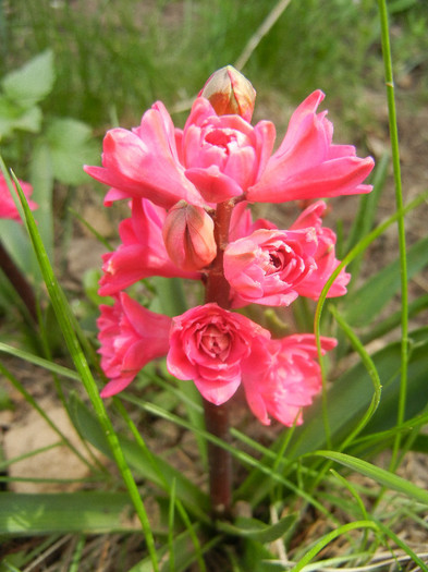 Hyacinthus Hollyhock (2012, April 14)