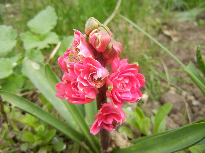 Hyacinthus Hollyhock (2012, April 14)