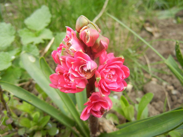 Hyacinthus Hollyhock (2012, April 14) Hyacinthus Hollyhock (2012, April 14)
