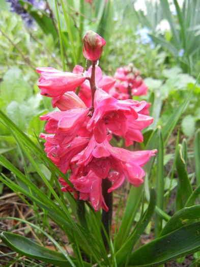 Hyacinthus Hollyhock (2012, April 15) Hyacinthus Hollyhock (2012, April 15)