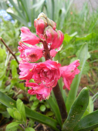 Hyacinthus Hollyhock (2012, April 15) Hyacinthus Hollyhock (2012, April 15)