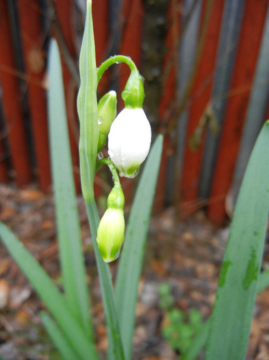 Leucojum aestivum (2012, April 15)