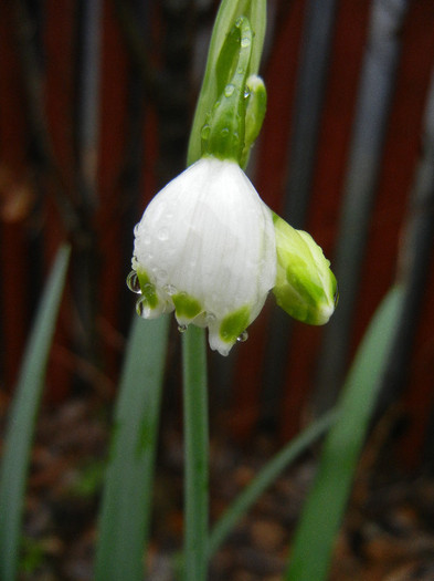 Leucojum aestivum (2012, April 15)