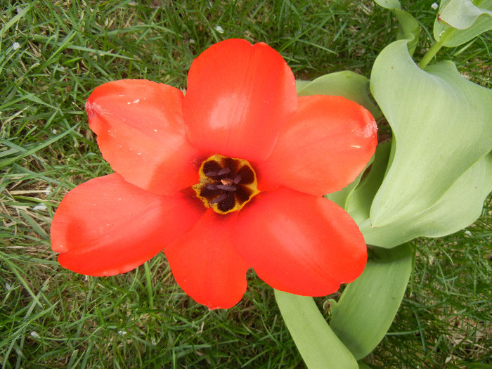 Tulipa Madame Lefeber (2012, April 12)